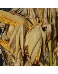 Corn, Full Stalk Bundles, Natural