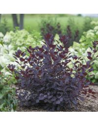 Cotinus, Smokebush 'Winecraft Black®'