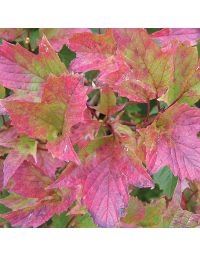 Viburnum, American Cranberrybush 'Bailey Compact'