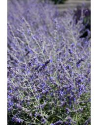 Perovskia, Russian Sage 'Crazy Blue'