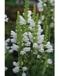 Physostegia, Obedient Plant 'Crystal Peak White'