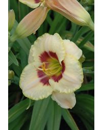 Hemerocallis, White Daylily 'Custard Candy'