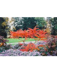 Rhus, Staghorn Sumac 'Cutleaf'