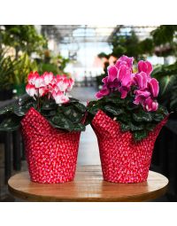 Cyclamen with Foil Cover