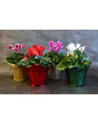Cyclamen with Foil Cover
