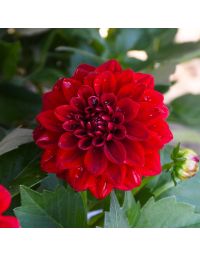 Dahlia, Novation® 'Red'
