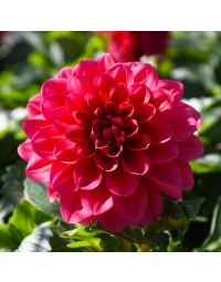 Dahlia, Novation® 'Salmon'