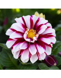 Dahlia, 'Crimson Picotee'