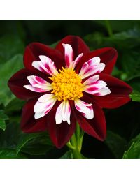 Dahlia, Starsister® 'Red and White'