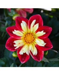 Dahlia, Starsister® 'Scarlet and Yellow'