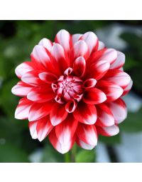 Dahlia, Venti™ 'Red and White'
