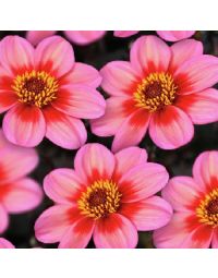 Dahlia, Dahlegria® 'Apricot Tricolor'