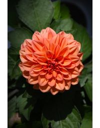 Dahlia, Labella® Medio 'Orange'