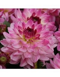 Dahlia, 'Sincerity'