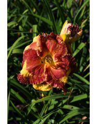 Hemerocallis, Red Daylily 'Band of Fire'