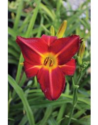 Hemerocallis, Red Daylily 'Baja'