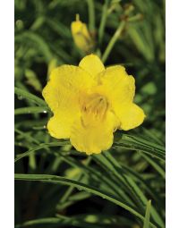 Hemerocallis, Yellow Daylily 'Happy Returns'