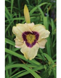 Hemerocallis, White Daylily 'Pandora’s Box'