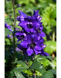 Delphinium, Candle Larkspur 'Delphina™ Dark Blue, Black Bee'