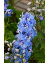 Delphinium, Candle Larkspur 'Delphina™ Light Blue, White Bee'