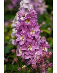 Delphinium, Candle Larkspur 'Delphina™ Pink White Bee'