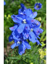 Delphinium, Siberian Larkspur 'Blue Mirror'