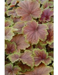 Heuchera, Bicolor Leaf Coral Bells 