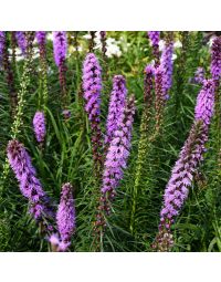 Liatris, Dense Blazingstar 'Minnesota Native'