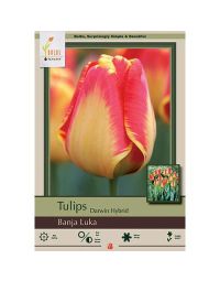 Tulipa, Darwin Hybrid Tulip 'Banja Luka'
