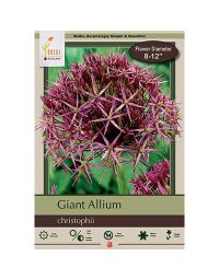 Allium, Giant Allium 'Christophii'