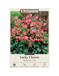 Oxalis, Lucky Clover 'Iron Cross'
