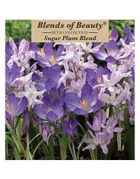 All Fall Bulbs, Blends of Beauty 'Sugar Plum'