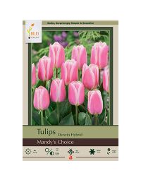 Tulipa, Darwin Hybrid Tulip 'Mandy's Choice'