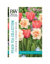 All Fall Bulbs, Proven Winners 'Peach Tea'