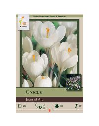 Crocus, Large Flowering Crocus 'Joan of Arc'