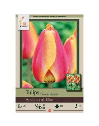 Tulipa, Darwin Hybrid Tulip 'Apeldoorn's Elite'