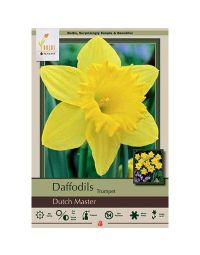 Narcissus, Daffodil Trumpet 'Dutch Master'