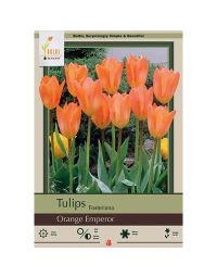Tulipa, Fosteriana Tulip 'Orange Emperor' 