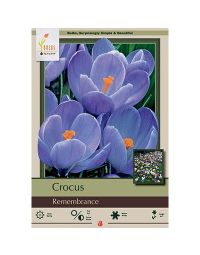 Crocus, Large Flowering Crocus 'Rememberance'