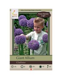 Allium, Giant Allium 'Gladiator'