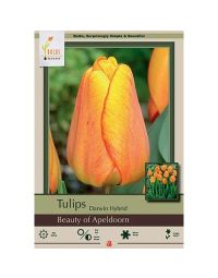 Tulipa, Darwin Hybrid Tulip 'Beauty of Apeldoorn'