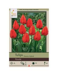 Tulipa, Darwin Hybrid Tulip 'Parade'