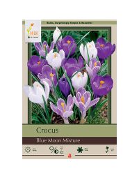Crocus Assortment, Blue Moon Mixture