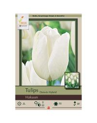 Tulipa, Darwin Hybrid Tulip 'Hakuun'