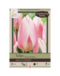 Tulipa, Darwin Hybrid Tulip 'Apricot Delight®'
