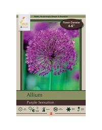 Allium, Flowering Onion 'Purple Sensation'
