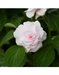Impatiens, Double Glimmer™ 'Apple Blossom'