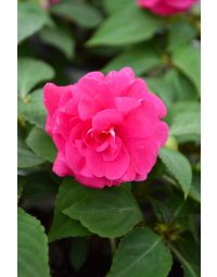 Impatiens, Double Glimmer™ 'Hot Pink'