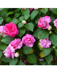 Impatiens, Double Fiesta™ 'Sparkler Hot Pink'