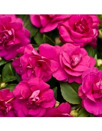Impatiens, Double Glimmer™ 'Burgundy'